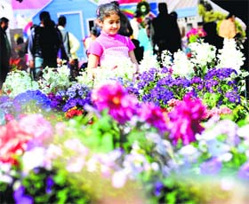 Different types of flowers at the flower show at the PAU, Ludhiana