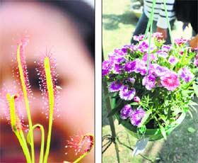 A designer flower-pot; and (right) a carnivorous plant at the flower show at the PAU, Ludhiana