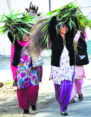 Village women, ignorant of International Women's Day, return home after collecting cattle fodder in Dharamsala on Saturday.