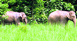 A group of elephants spotted on the outskirts of Jagjitpur village after villagers drove them away from their fields