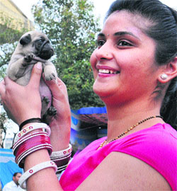 A visitor to a dog show plays with a puppy in Jalandhar on Sunday.