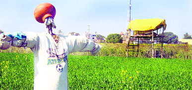 Farmers have erected watchtowers at farms in Jhungian village in Hoshiarpur to keep a lookout for wild animals.