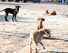 The Civil Hospital on an average receives 15-20 cases of dog bite every month in Amritsar