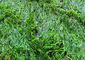 The damaged wheat crop at Bahbalpur village in Hisar district on Tuesday
