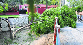 A tree broken by high-velocity winds in Ludhiana on Tuesday.