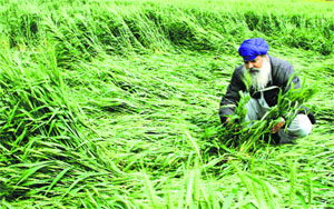 A farmer inspects the damaged wheat crop after heavy rain in Jalandhar on Tuesday.