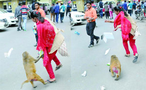A simian snatches a womans effects near Parliament Street police station in New Delhi on Wednesday.
