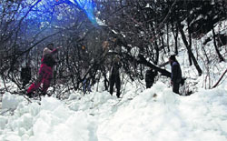 Workers remove fallen trees from a road after heavy snowfall in Srinagar on Wednesday. PTI
