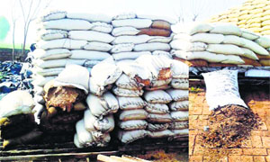 Wheat damaged in the recent rain at a storehouse in Kot-ise-Khan in Moga district.