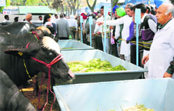 Visitors at the Pashu Palan Mela at GADVASU in Ludhiana on Friday. Tribune photos: Himanshu Mahajan