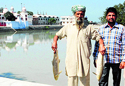 Devotees at the Valmiki Ashram in Ram Tirath show dead fish that died for want of oxygen on Saturday