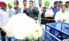 Visitors take pictures of a rabbit exhibited at Pashu Palan Mela in Ludhiana on Saturday.