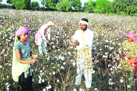 Nearly 90 per cent of the cotton grown in India today is the transgenic Bt variety
