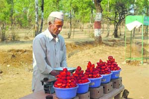 A strawberry seller at Panchgani road