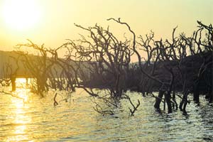 Venna lake looks beautiful with these leafless tree trunks  Photos by the writer