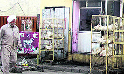 A view of slaughter houses being run in Jalandhar