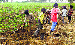 Children working on Sunday at a field owned by a relative of Sangha Farms owner at Qadian Wala village near Jalandhar