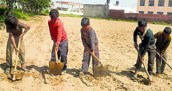 Children working on Sunday at a farm owned by the Sangha Farms