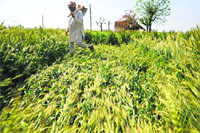 A farmer inspects his wheat crop flattened due to rain in Ludhiana on Tuesday. Tribune photo: Himanshu Mahajan