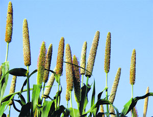 Punjab's agriculture policy draft is overambitious in advocating a new cropping culture without changing the existing system which is conducive to the rice-wheat pattern