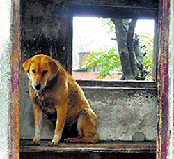 A stray dog takes shelter to save himself from cold; and facing shortage of essential commodities, including drinking water, due to heavy snowfall and continuous rain