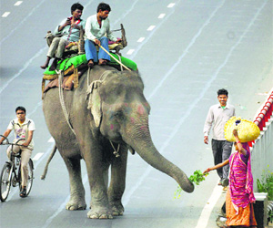 A woman feeds an elephant in New Delhi on Sunday.