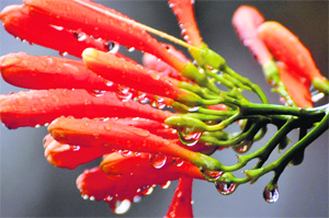 Rain droplets add beauty to a flower after a shower in Jammu on Monday.