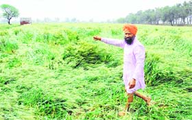 A farmer shows his damaged crop in a Bathinda village