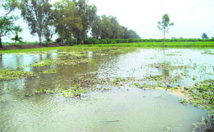 Inundated fields following a breach in Daulatpura minor near Abohar 