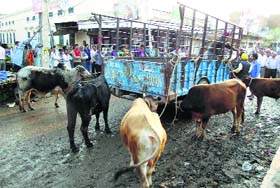 A drive to check cattle menace was launched in Abohar on Tuesday