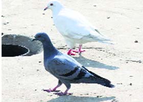 An Albino Blue Rock Pigeon