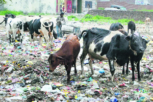 Stray cattle are a big nuisance in Ludhiana.