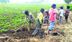Children work on the Sangha Farm at Quadian Wala village near Jalandhar. Tribune file Photograph