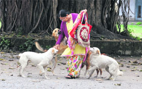 Stray dogs trying to play with the lady as she tries to shoo them away. Street dogs have become a big problem for people in Dehradun.