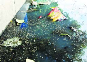 As the peak season for vector-borne diseases is approaching, all health institutions have been told to report malaria cases to the Health Department so that timely treatment can be provided to patients