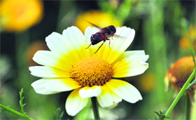 A honey bee collects nector from flowers at Gandhi Park in Dehradun on Friday.
