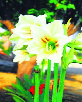 Amaryllis