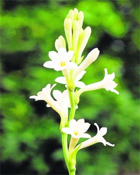 Tuberose