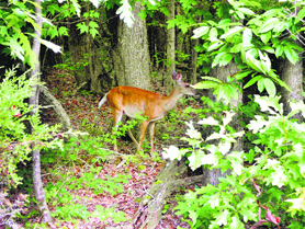 The pix with the deer indicates a healthy ecology. Deer are fussy eaters