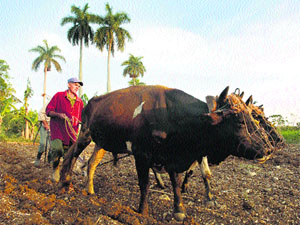 Farming and cattle are among the lead culprits in producing greenhouse gases.