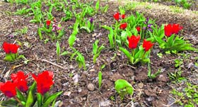 Tulip Garden in Srinagar will be thrown open to visitors from Saturday.