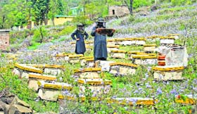 A beekeeper takes out a honeycomb from a box for extracting honey at a farm in Challad village of Nagrota in Jammu.