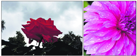 A rose blooms at the Government Guest House as dark clouds cover the sky; and (right) rain drops add beauty to a flower after a shower in Jammu on Wednesday