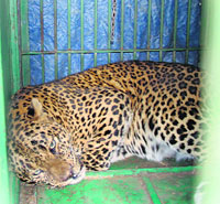 The trapped leopard.