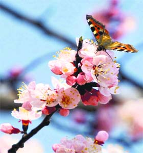 A butterfly collects nectar from an almond flower in full bloom at Babamwari in Srinagar