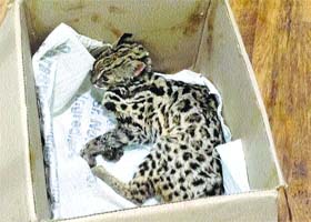 The leopard cub kept in a box in Chamba