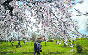Girls walk past an almond tree in full bloom at Badam Vaer in Srinagar.