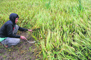 Wheat crop flattened by untimely rain and strong winds in Makhanpur village of Jammu on Monday.