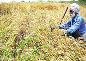 Staring at losses: The recent showers in the state would lead to a delay in harvesting the produce which would further delay its arrival in mandis, said experts at Punjab Agricultural University