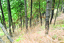 Lantana-infested Haripur forest in Chamba